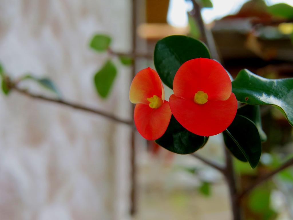 Hotel Vagabondo La Fortuna 外观 照片