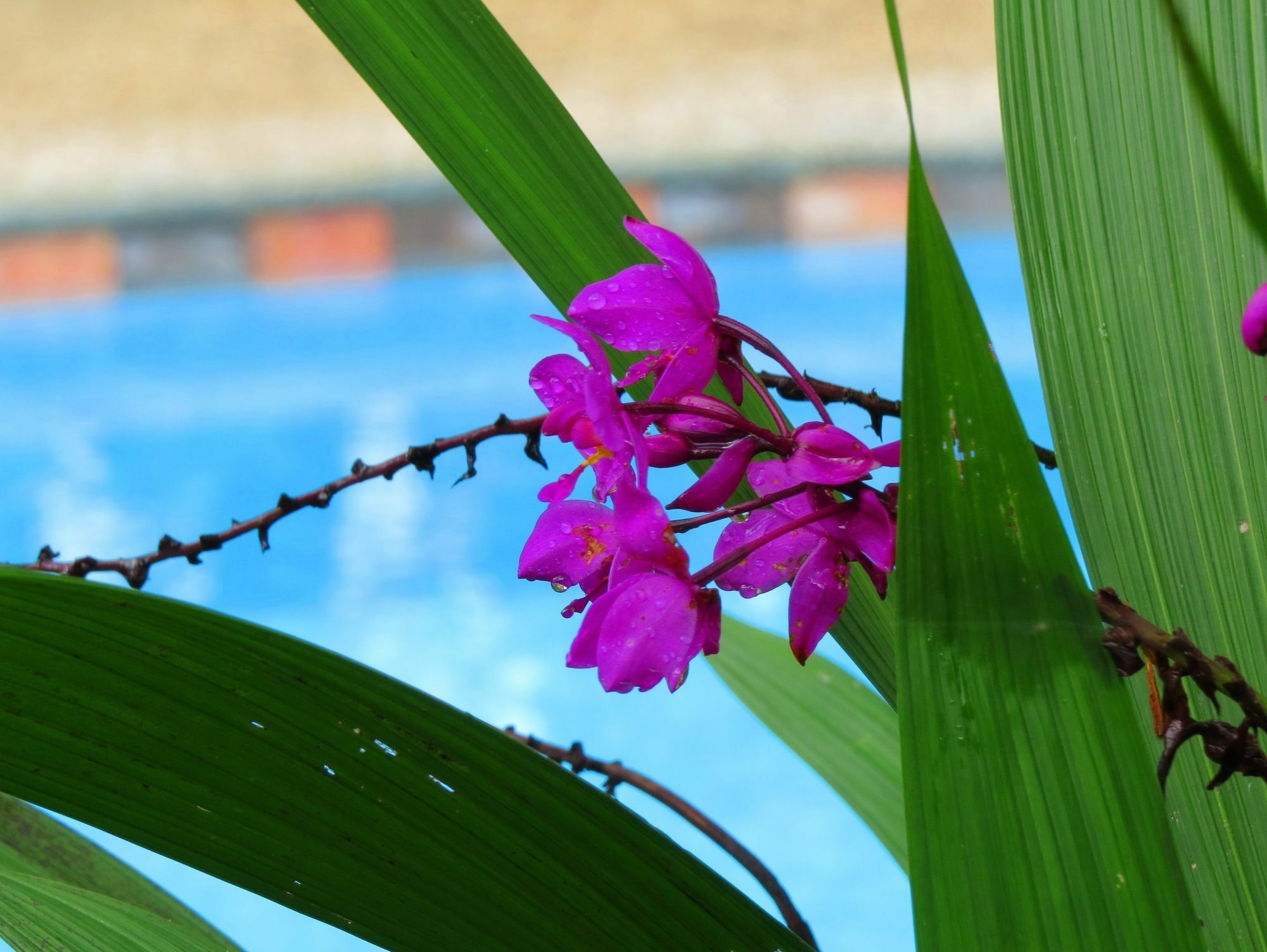 Hotel Vagabondo La Fortuna 外观 照片